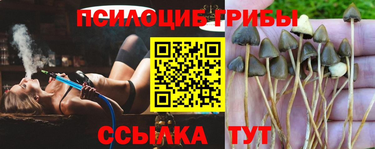 Псилоцибиновые грибы прущие грибы Сыктывкар